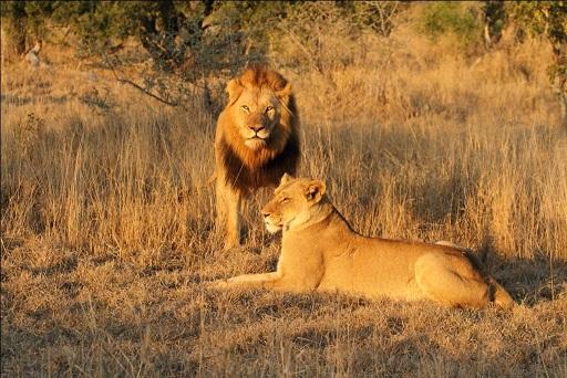 Hamiltons Luxury Camp Kruger National Park (55)