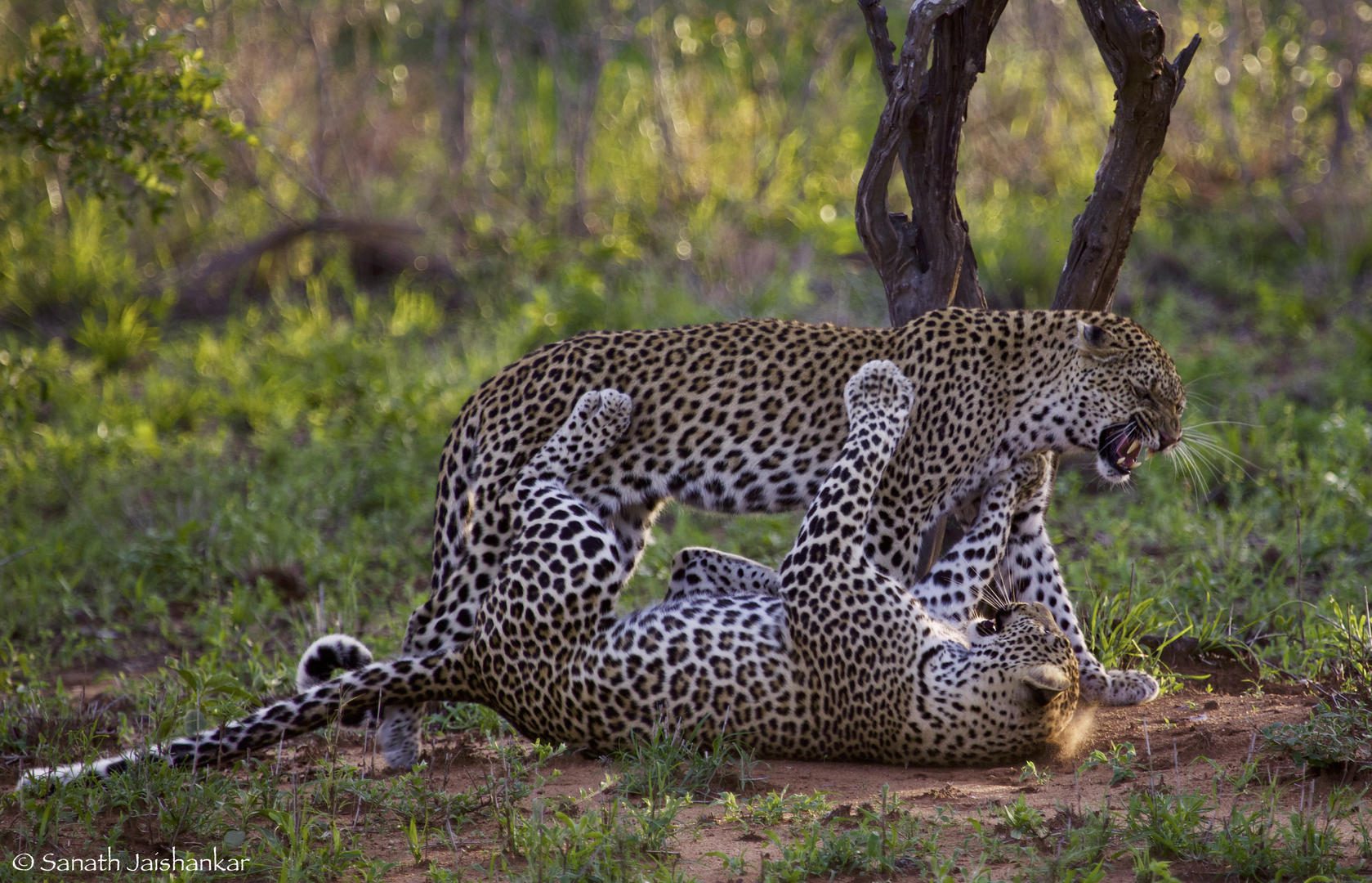 Hamiltons Luxury Camp Kruger National Park (60)