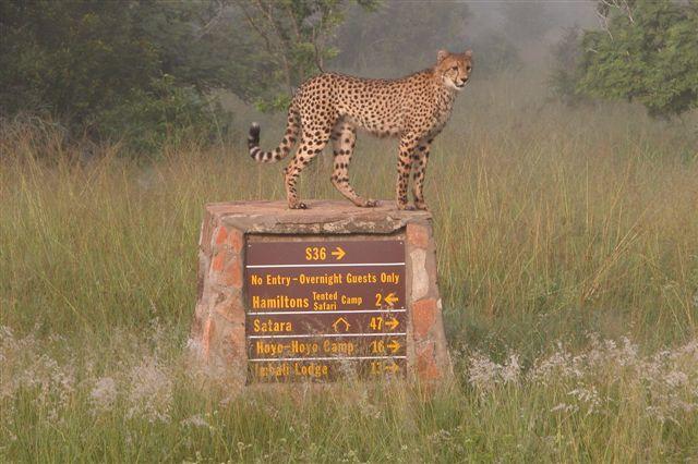 Hamiltons Luxury Camp Kruger National Park (9)