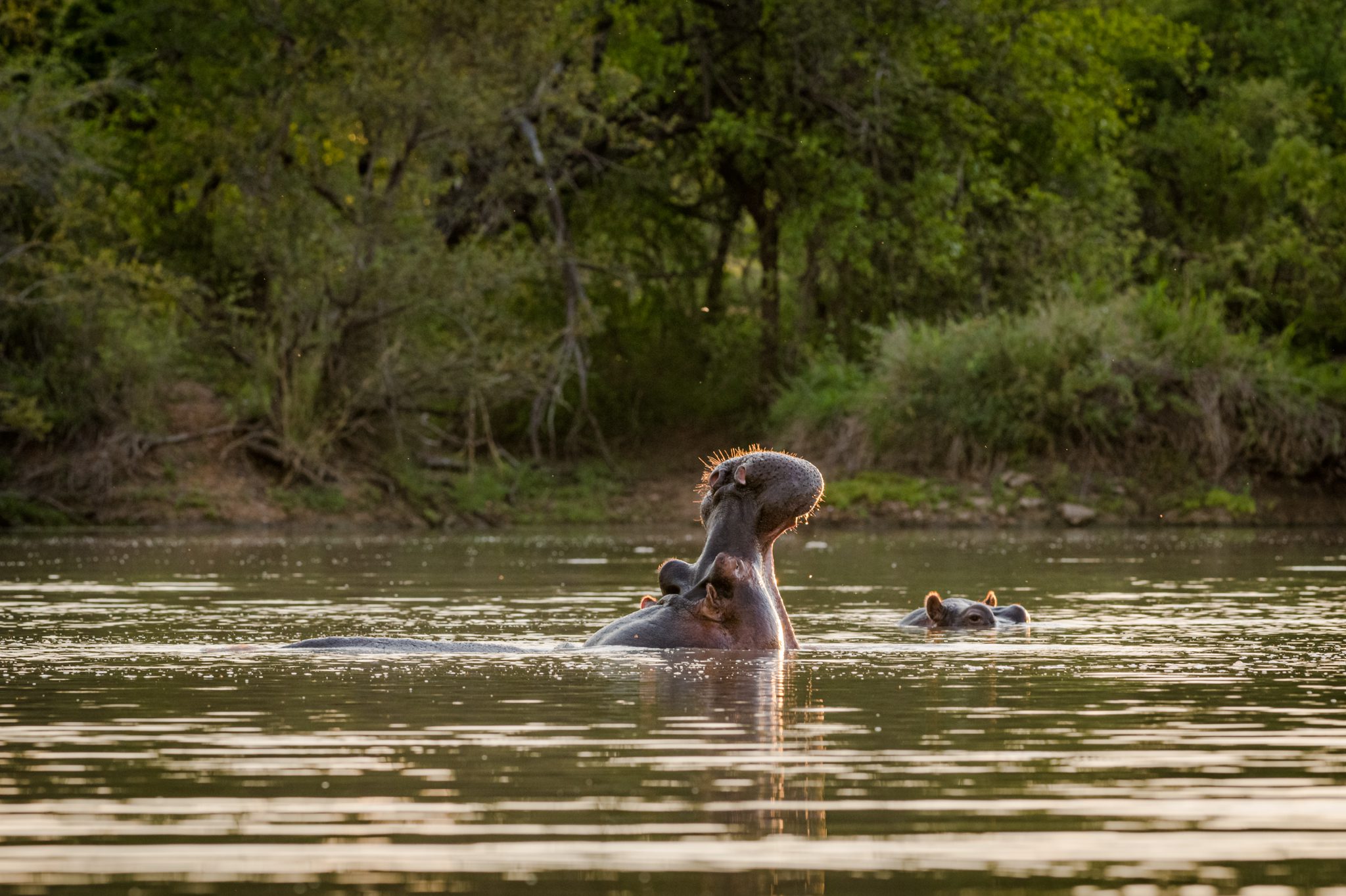 hippo kambaku safari river
