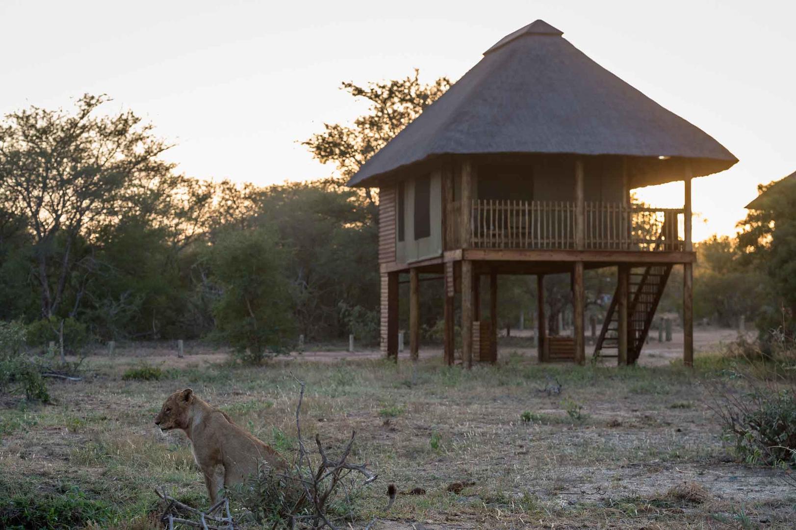 nthambo tree camp kruger national park (15)