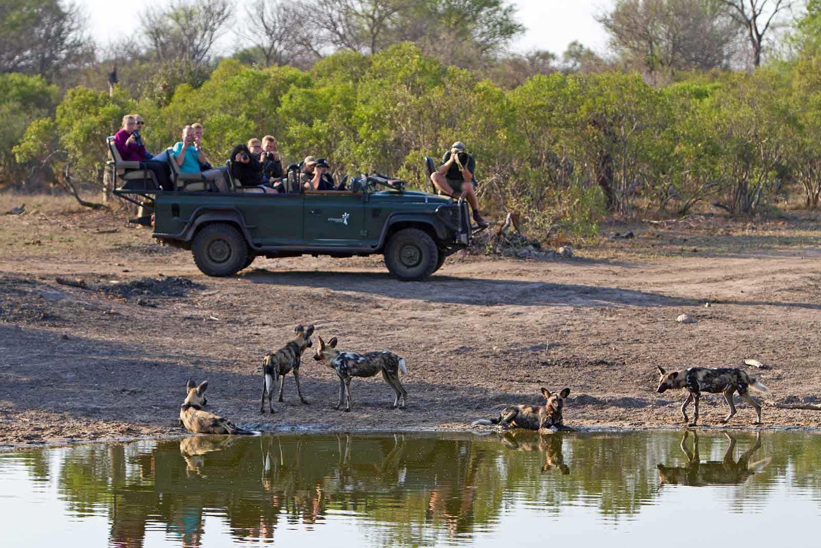 nthambo tree camp kruger national park (16)