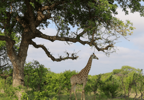 Giraffe in tangala safari camp