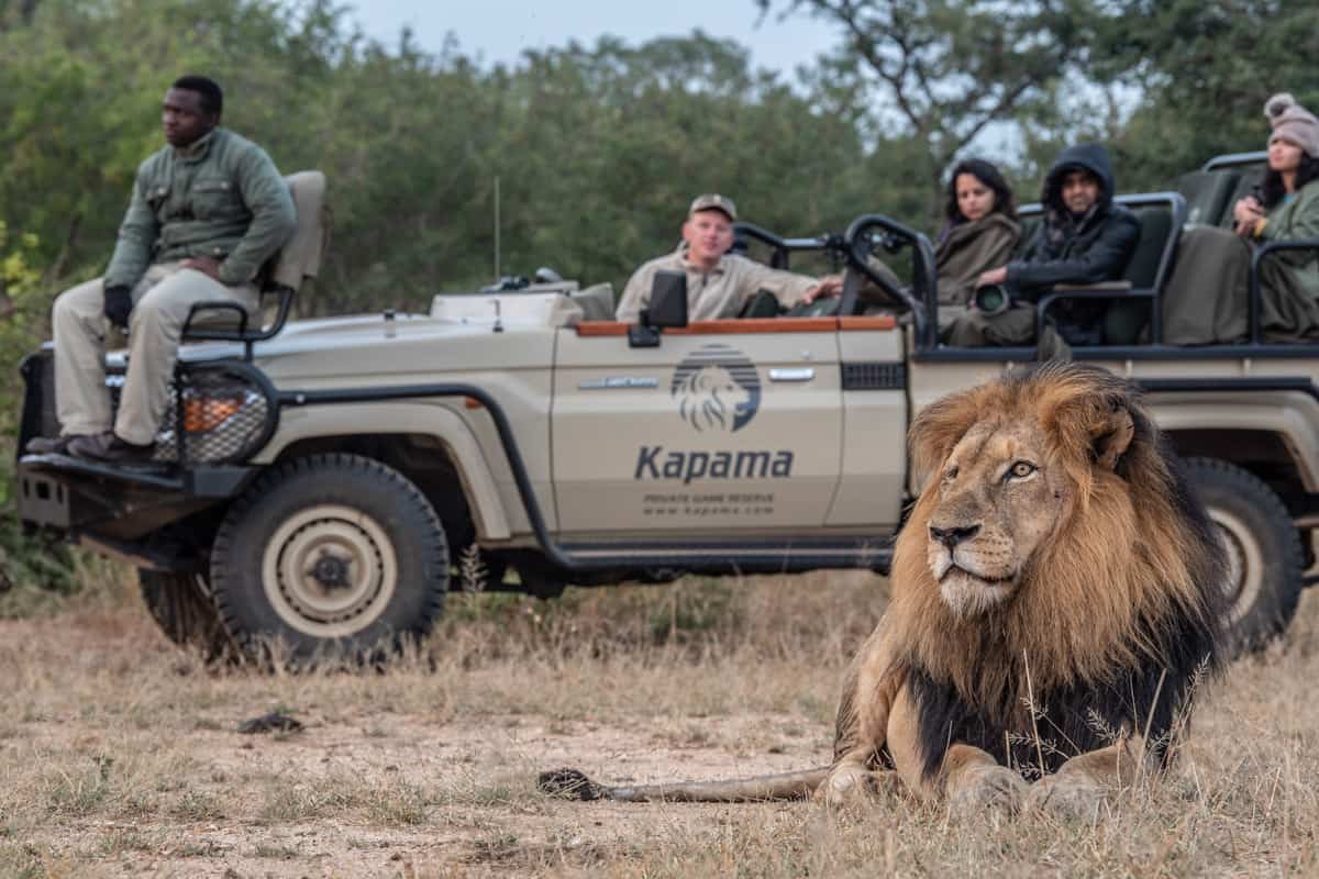 Kapama buffalo Wildlife Big Five Lion