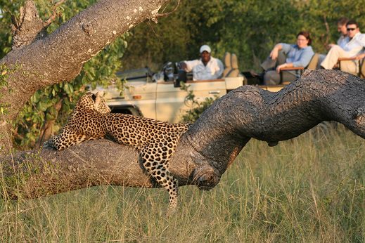 Leopard in tree Manyeleti buffelshoek safari camp