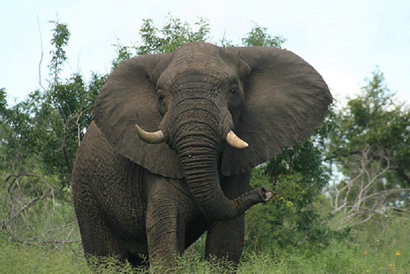 Mjejane River Lodge Elephants