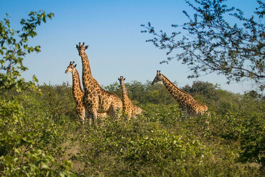 Nkambeni Safari Camp Giraffe