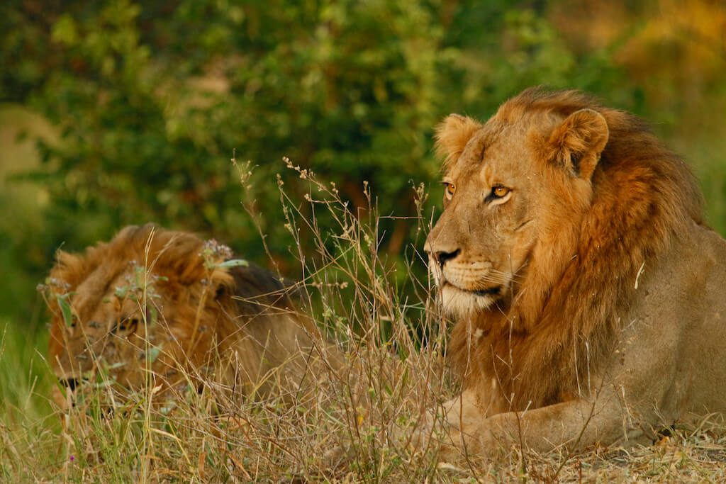 Nkambeni Safari Camp Lion