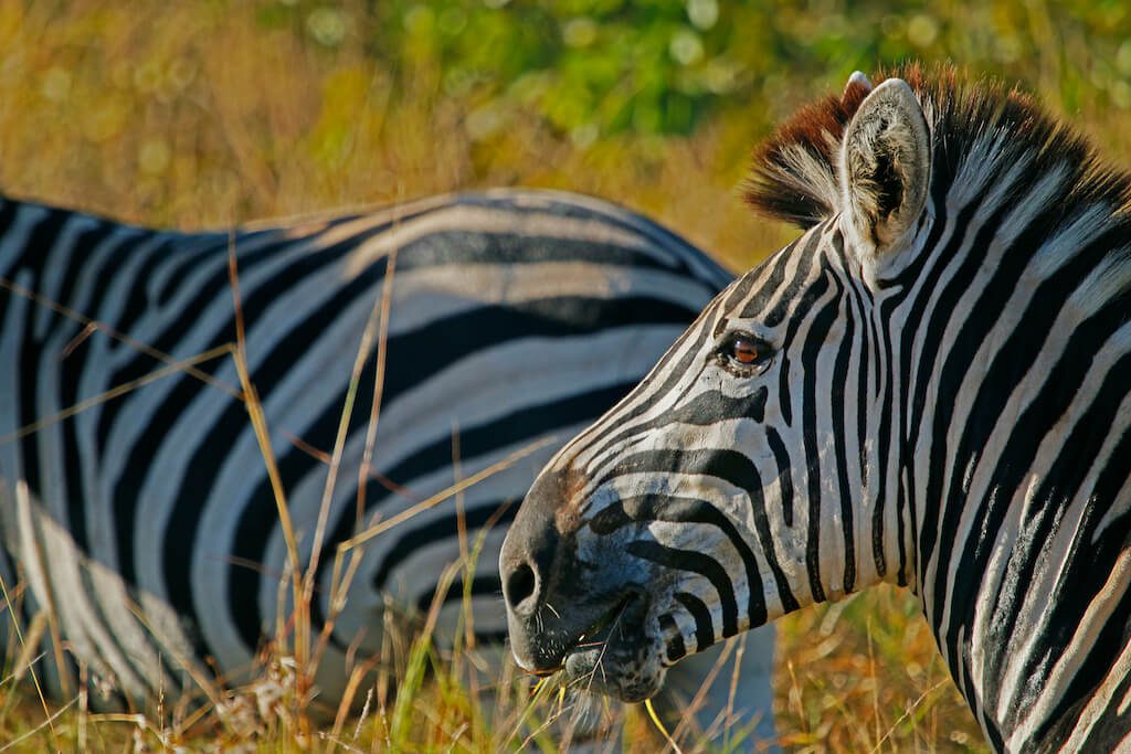 Nkambeni Safari Camp Zebra