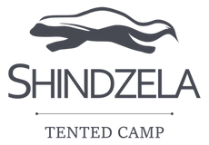 Shindzela Logo