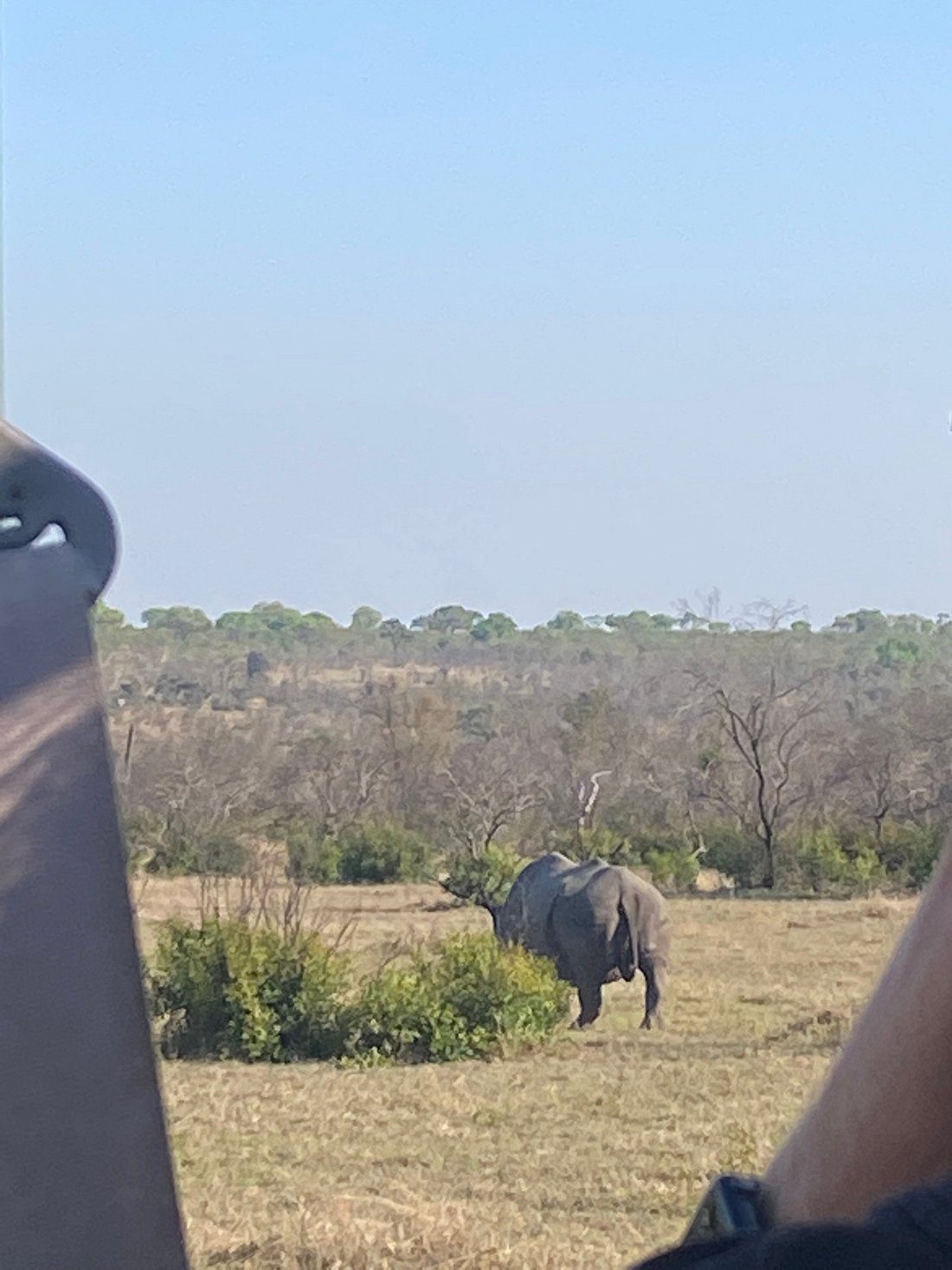 buffelshoek safari camp buffalo