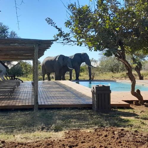 honeyguide khoka moya elephants drinking pool water