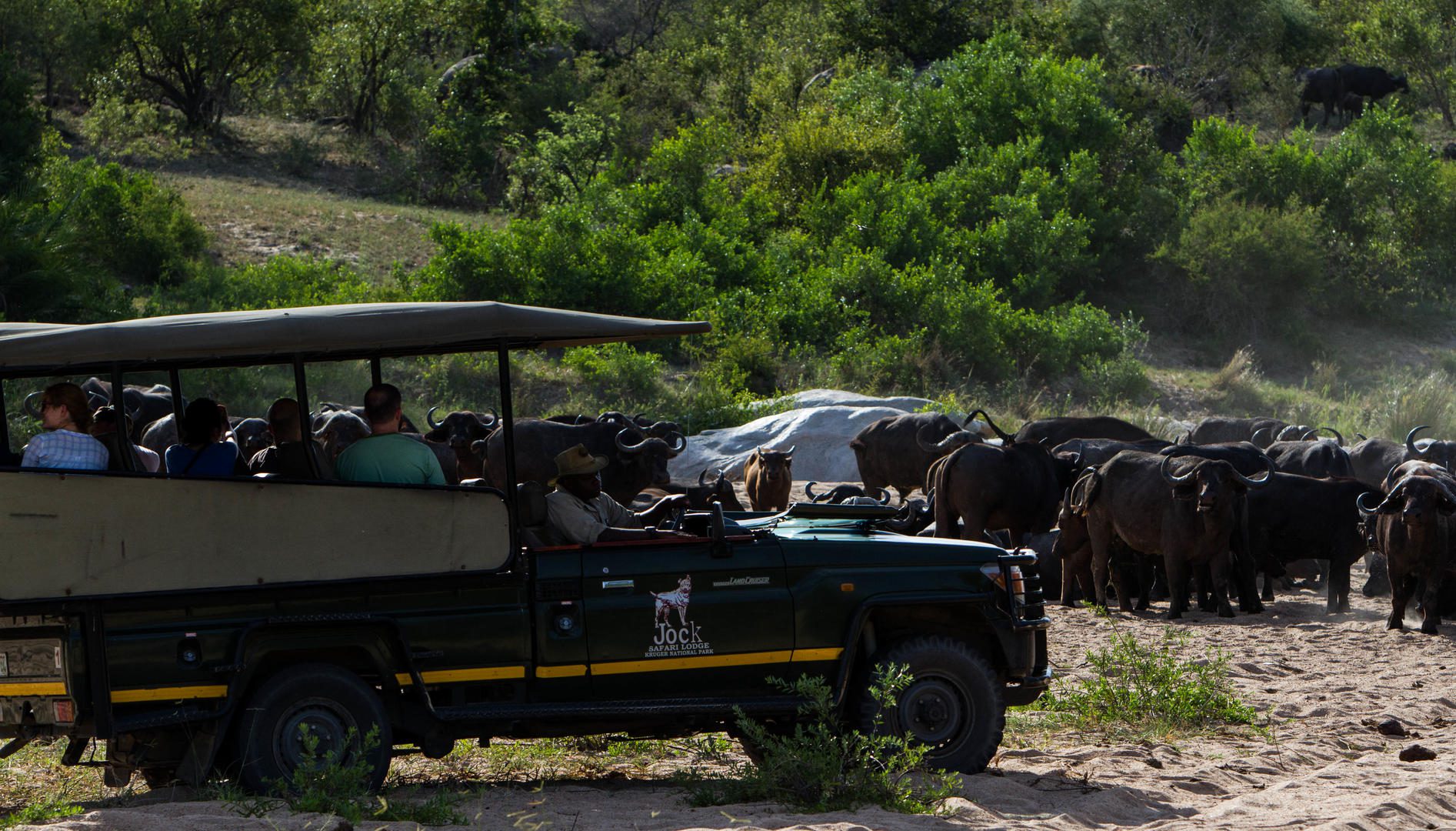 jock safari lodge african safari direct (47)