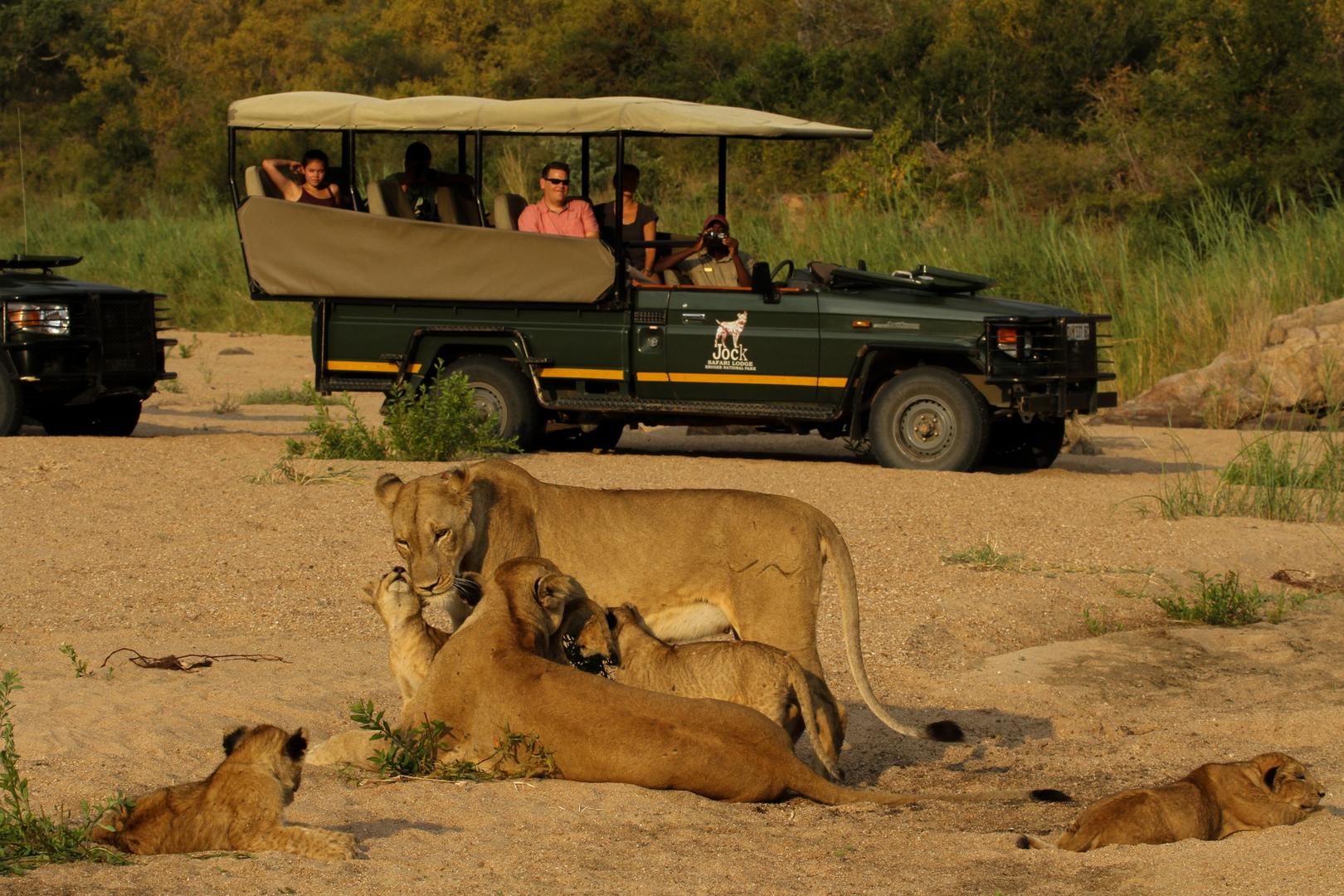 jock safari lodge african safari direct (51)