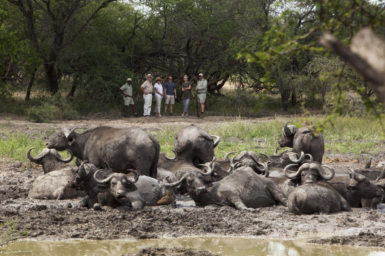 kapama buffalo camp african safari direct (25)