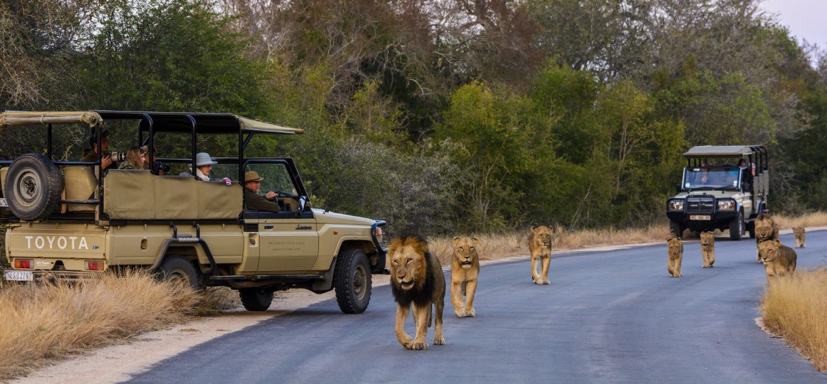 kruger shalati national park south africa safari game drive