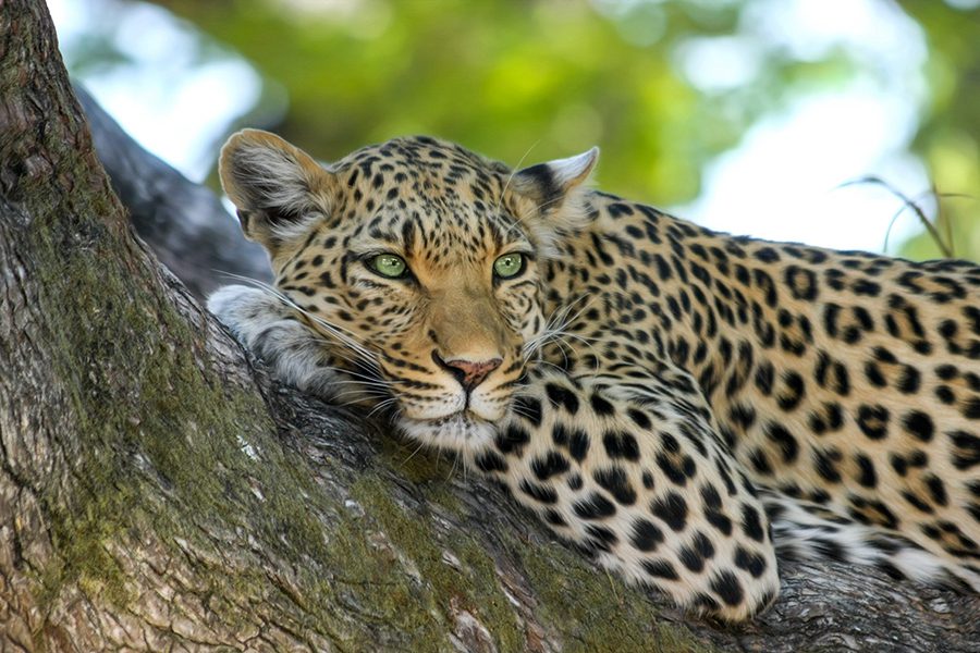 leopard in timamoon