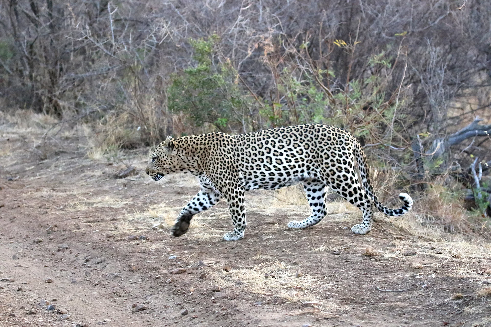 leopard rockfig
