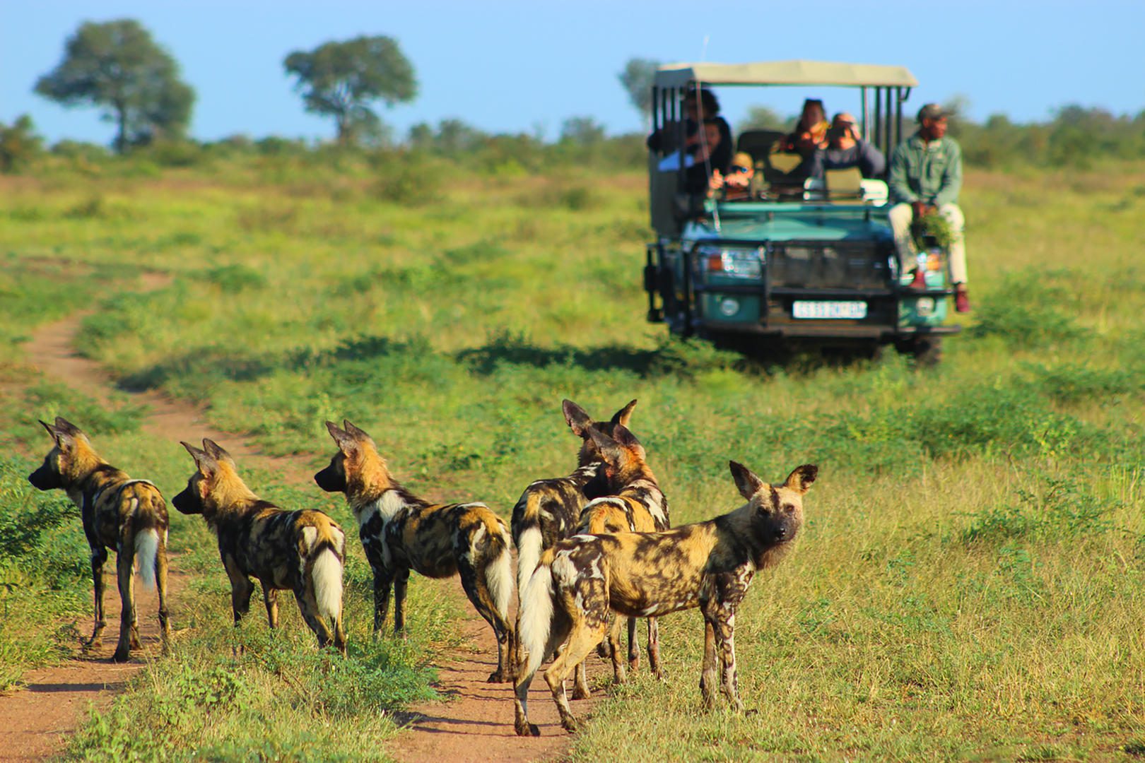 lukimbi safari lodge african safaris direct (24)