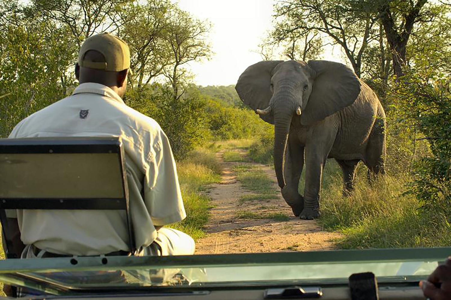 lukimbi safari lodge african safaris direct (34)
