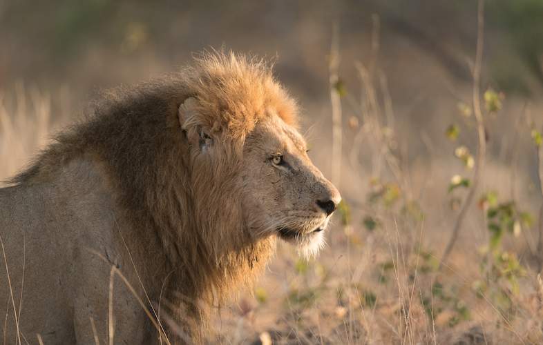male lion kruger park shalati
