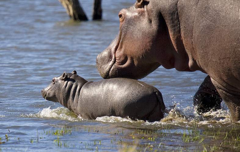 mjejane river lodge hippo and young