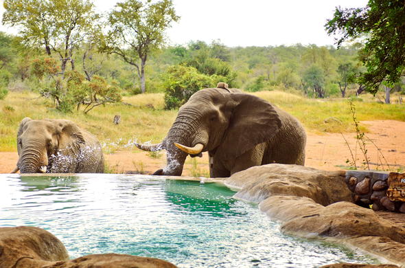 motswari game lodge elephants by pool