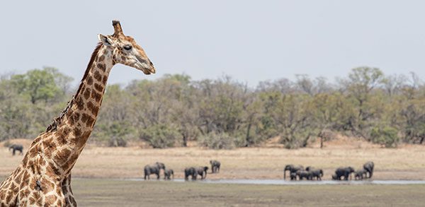 ndzhaka buffelshoek safari giraffe