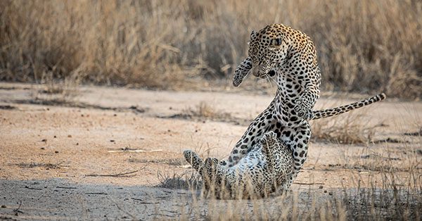 ndzhaka buffelshoek safari leopard fight