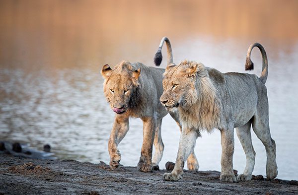 ndzhaka buffelshoek safari lions