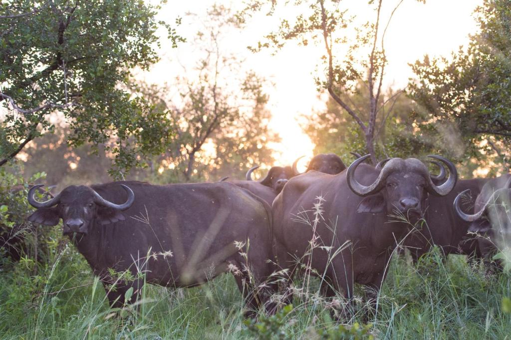 ndzhaka safari lodge buffalos
