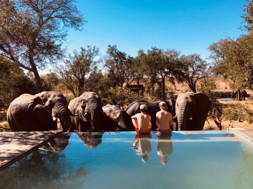 ndzhaka safari lodge elephants