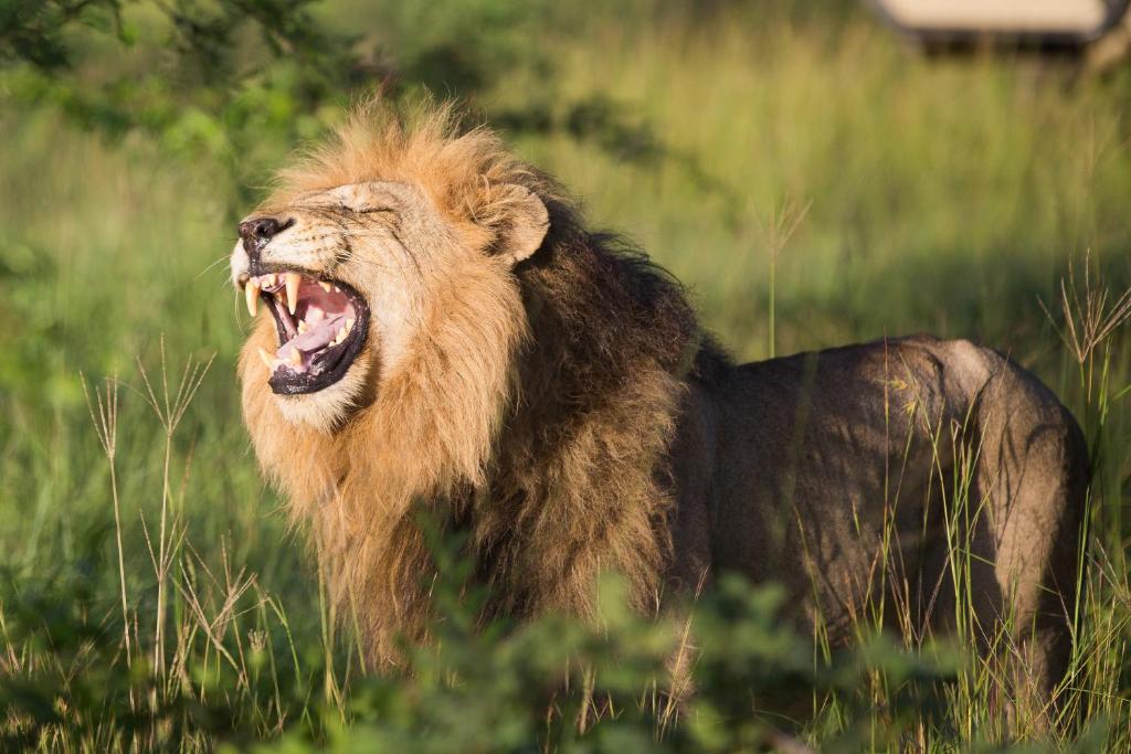 ndzhaka safari lodge lion