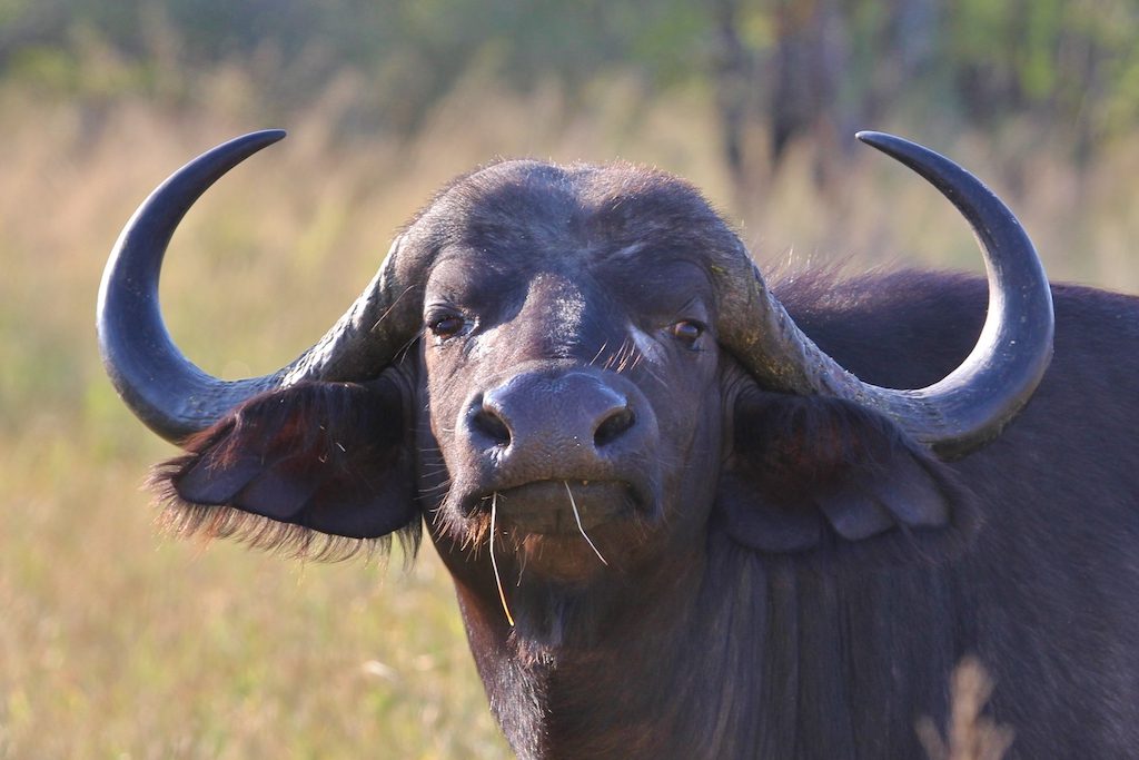 nkambeni buffalo
