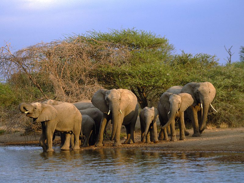 nkambeni elephants at river