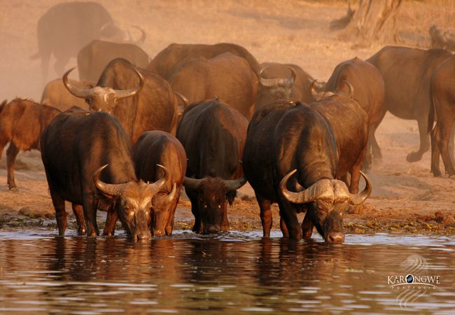 shiduli buffalos