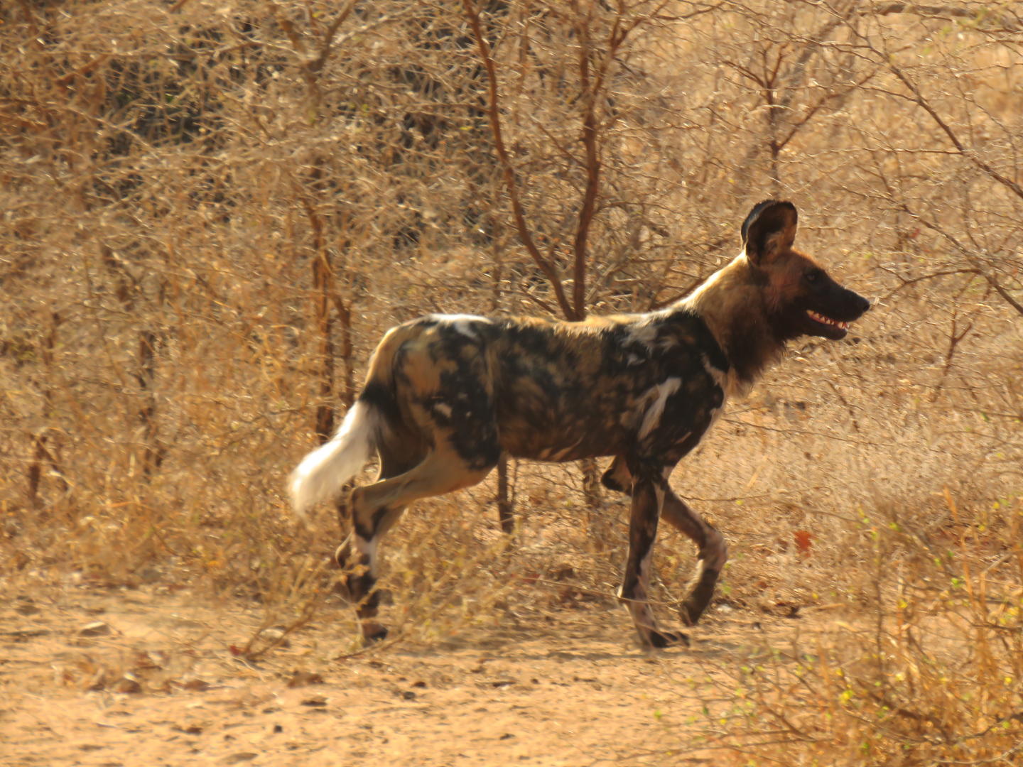 shiduli karongwe safari lodge wilddog