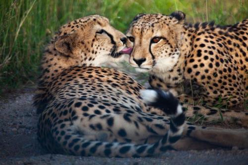 shiduli private lodge leopards