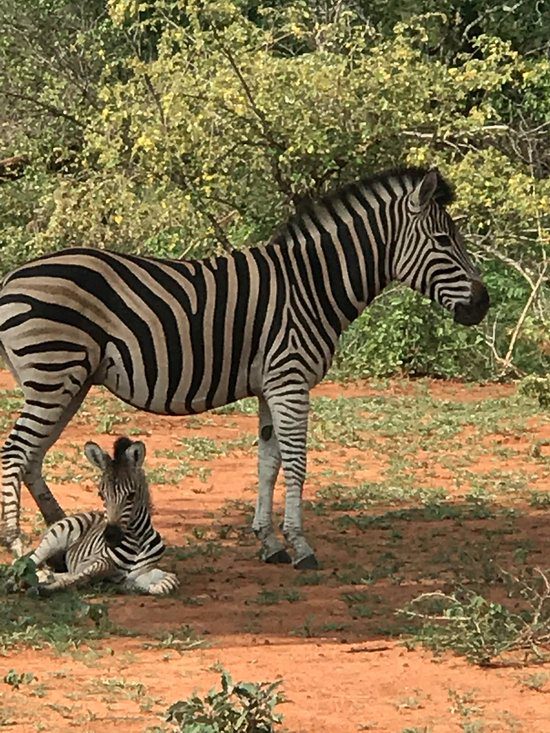 shiduli private lodge zebras