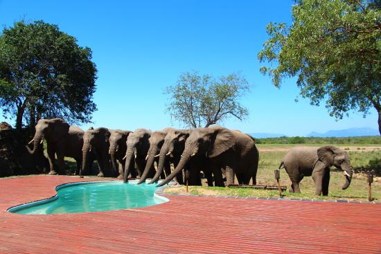 tangala private camp elephants