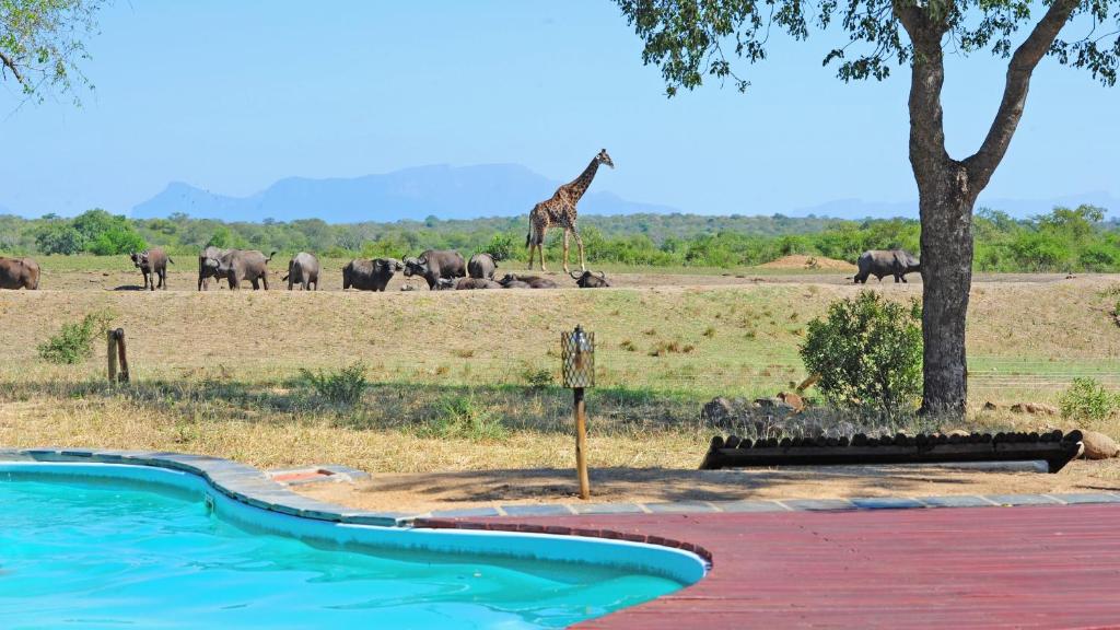 tangala safari camp animals