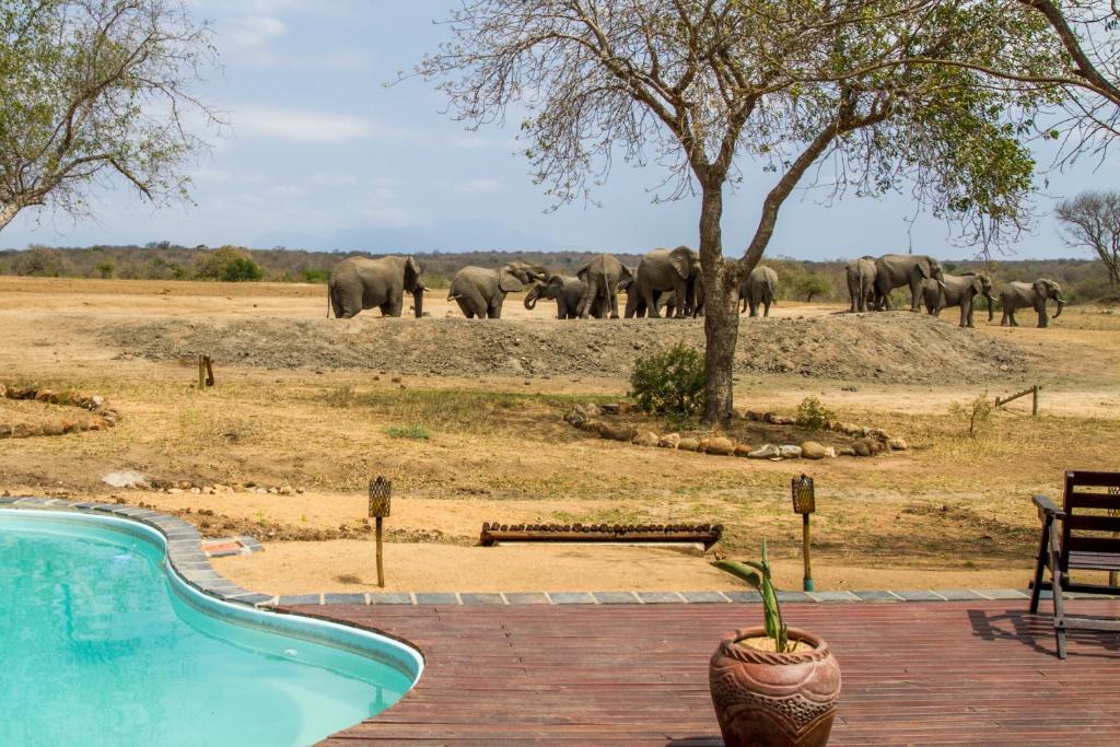 tangala safari camp elephants