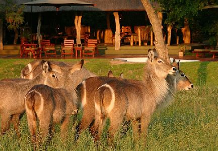 tangala safari camp gemsbokke