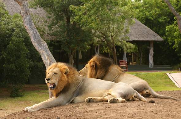tangala safari camp male lions