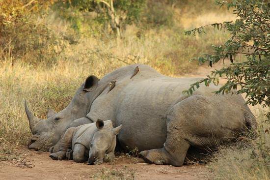 tangala safari camp rhinos