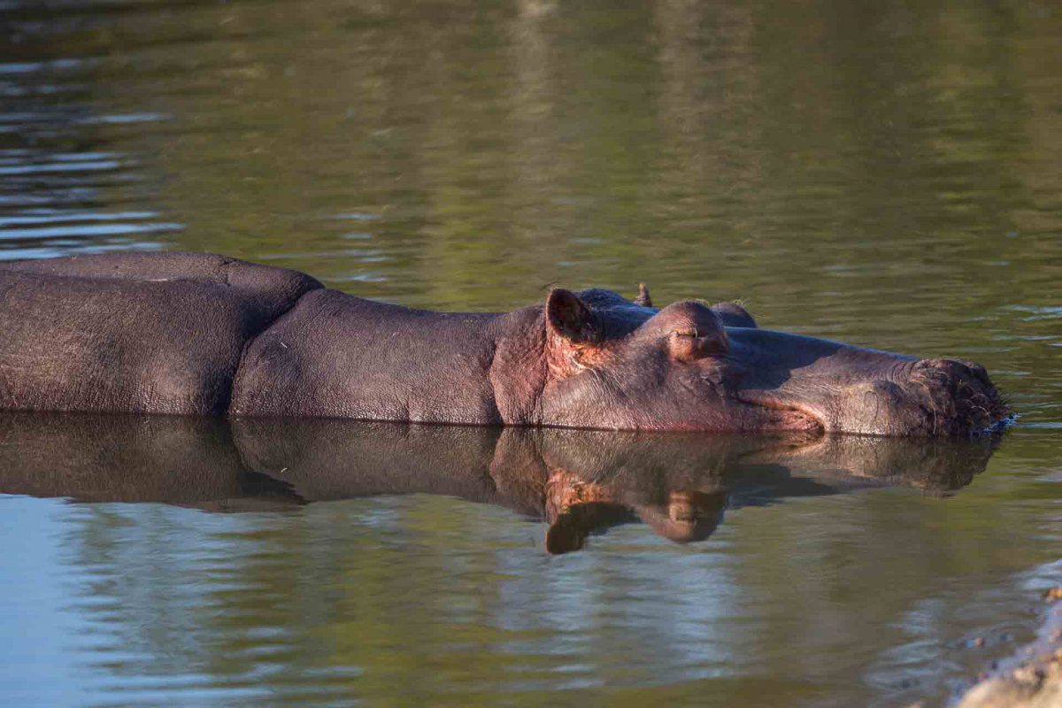 tangala safari lodge hippo