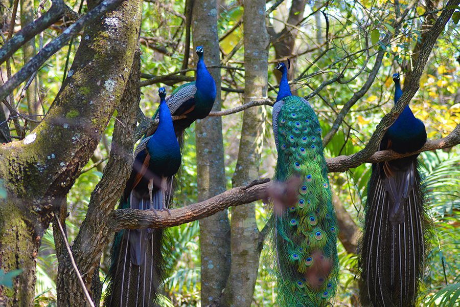 timamoon lodge peacocks