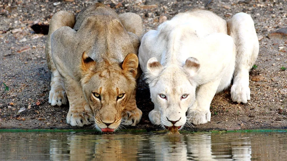 timbavati white lions shiduli