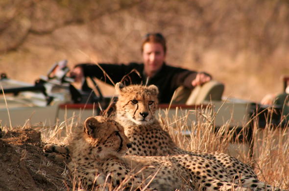 tintswalo safari lodge cheetahs