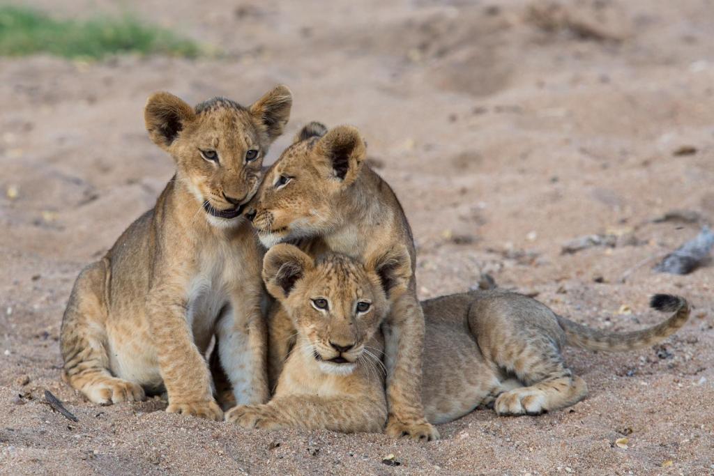 tintswalo safari lodge lions